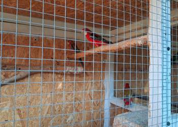 Młode papugi rozelle