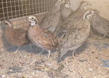 Przepióry wirginijskie koguty