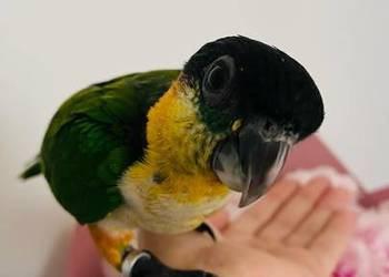 Barwinki czarnogłowe ręcznie karmione