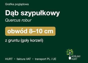 Dąb szypułkowy (Quercus robur) obwód 8-10 cm, z gruntu – HURT