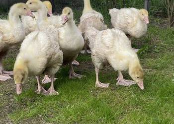 Gęś białą kołudzka