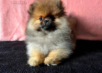 Szpic Miniaturowy, Pomeranian - suczki