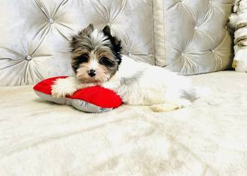 York nie Biewer - taki do Kochania i rozpieszczania.