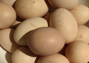 Jaja wiejskie ekologiczne