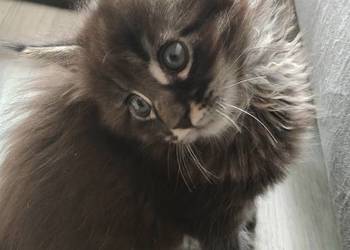 Kocięta Maine coon