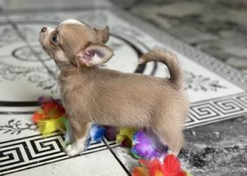 Urocza chihuahua