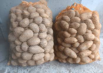 Ziemniaki jadalne Queen Anna