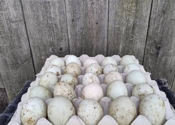 Jaja lęgowe Biegus indyjski, biegusa indyjskiego