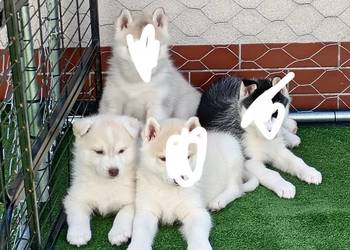Siberian husky girl