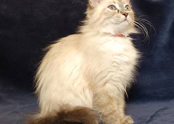 Koty Syberyjskie Neva Masquerade- PRINCESSA  ZKolakowegoDomu*PL