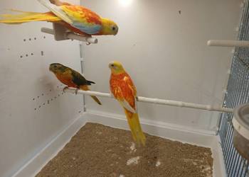 Łąkówki turkusowe samice