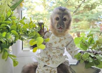 Kapucynka czubata dziewczynka