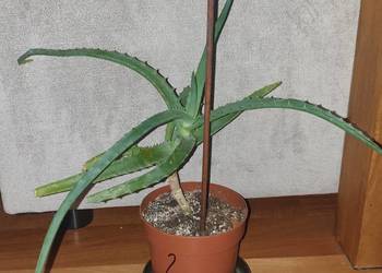 Aloes, sukulent, wysokość 34cm