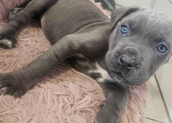Sunia Cane Corso