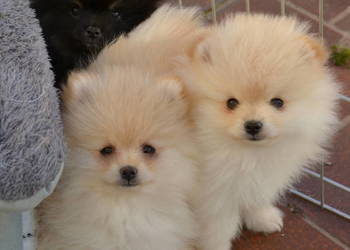 SZPIC MINIATUROWY POMERANIAN PIĘKNE GOTOWE DO ODBIORU