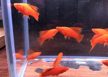 Wiedeński Delta mieczyk Red Albino