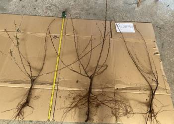 Agrest 2-letni, zielony i czerwony