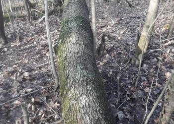 Jesion do sprzedania