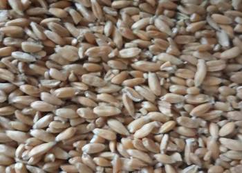 Orkisz naturalny uprawiany na oborniku końskim