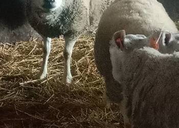 Sprzedam stado owiec, rasy Texel