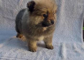 Szpic miniaturowy szczeniak!