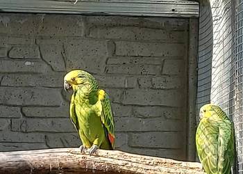 Amazonka niebieskoczelna aleksandretta chińska