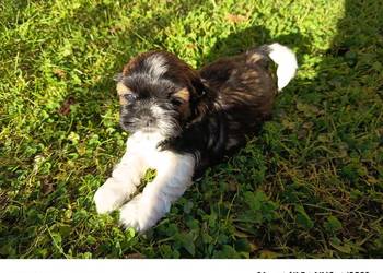 Szczeniaki Shih-tzu