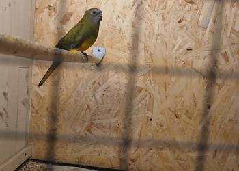 Łąkówki  lilianki