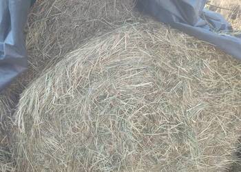 Siano/ Słoma / sianokiszonka 120x120