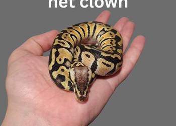 Pyton Królewski Pastel Het Clown