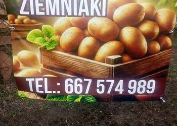 Ziemniaki Denar Jurek