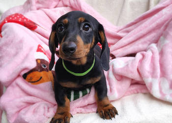 SUCZKA Jamnik krótkowłosy Czarna podpalana AURORA Kraków