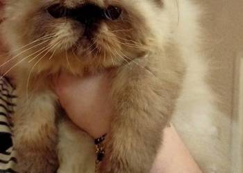 Dziewczynka himalajska, rodowód fpl