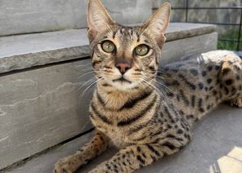 Uroczy samiec Savannah F6