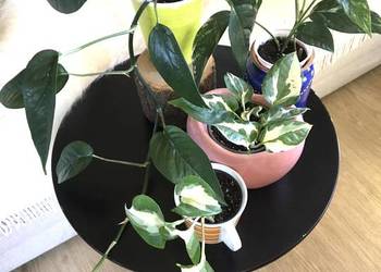 Rośliny domowe epipremnum