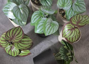 Zestaw kwiatków sztucznych