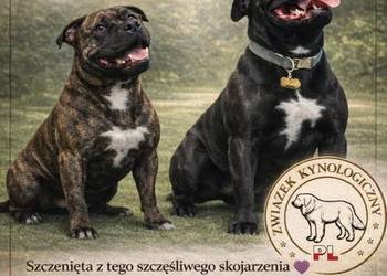 Staffordshire Bull Terrier, Stafik, Staffik