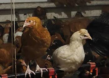 Młode kury nioski 12 tygodni