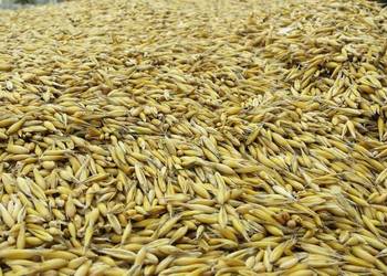 Sprzedam OWIES po Centrali