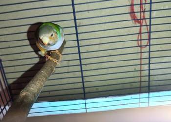 Zamienię samca na samicę