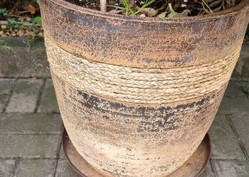 Szeflera drzewko 170 cm z doniczką ceramiczną