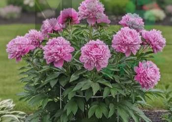 Mocne podpory do roślin 93 cm | 2 obręcze – idealne do ogrodu! ?