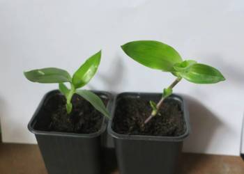 Złoty wąs Callisia Fragrans + gratisy