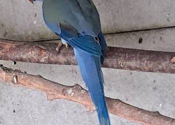 Aleksandretta Obrożna