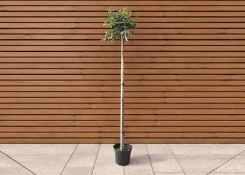 Lipa drobnolistna 'Green Globe', szczep. 170 cm
