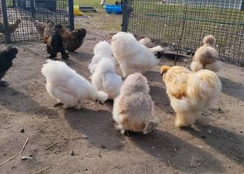 Jaja lęgowe Silka mix kolorów