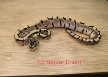 Pyton królewski Enchi Spider