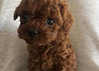 Wyjątkowa suczka Pudel Toy Red Brown Ruda