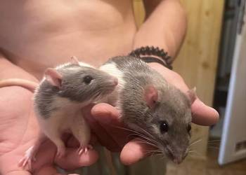 Szczurki dumbo