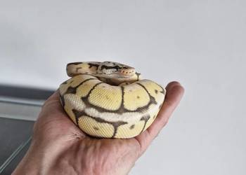 Pyton Królewski killerbee